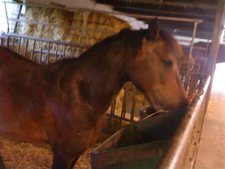 Anden særlig race Haugaards Frederik billede 2