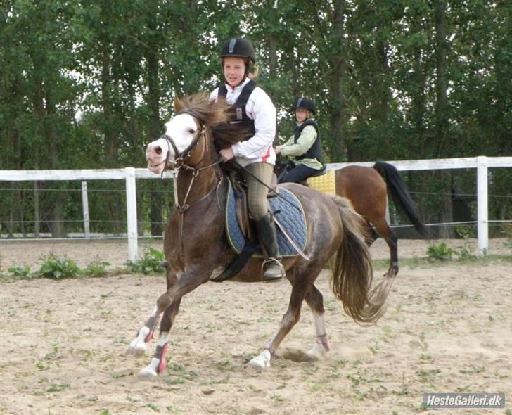 Anden særlig race Askepot - Min cuty på folden <333 taget af: Pia Lundberg (: billede 16