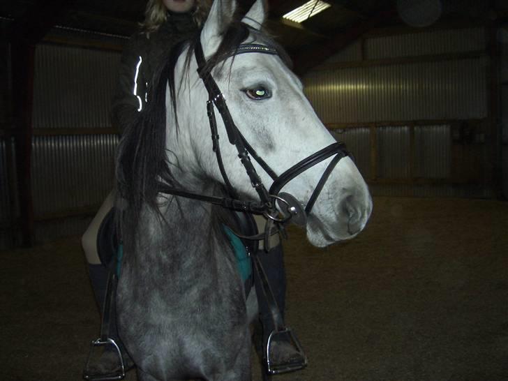 Anden særlig race robert ***SOLGT*** billede 1