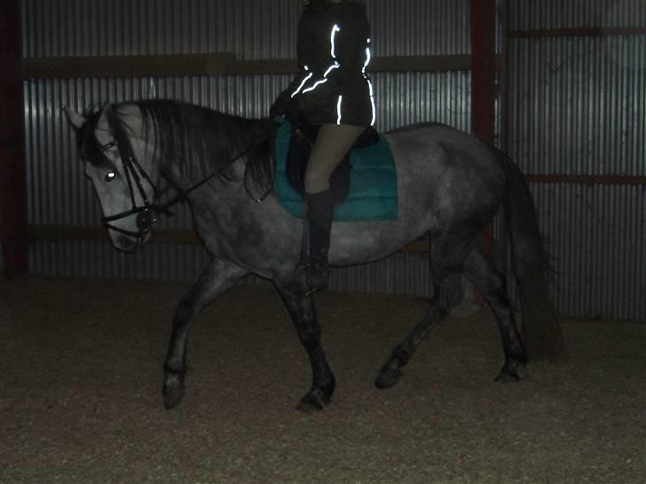 Anden særlig race robert ***SOLGT*** billede 3