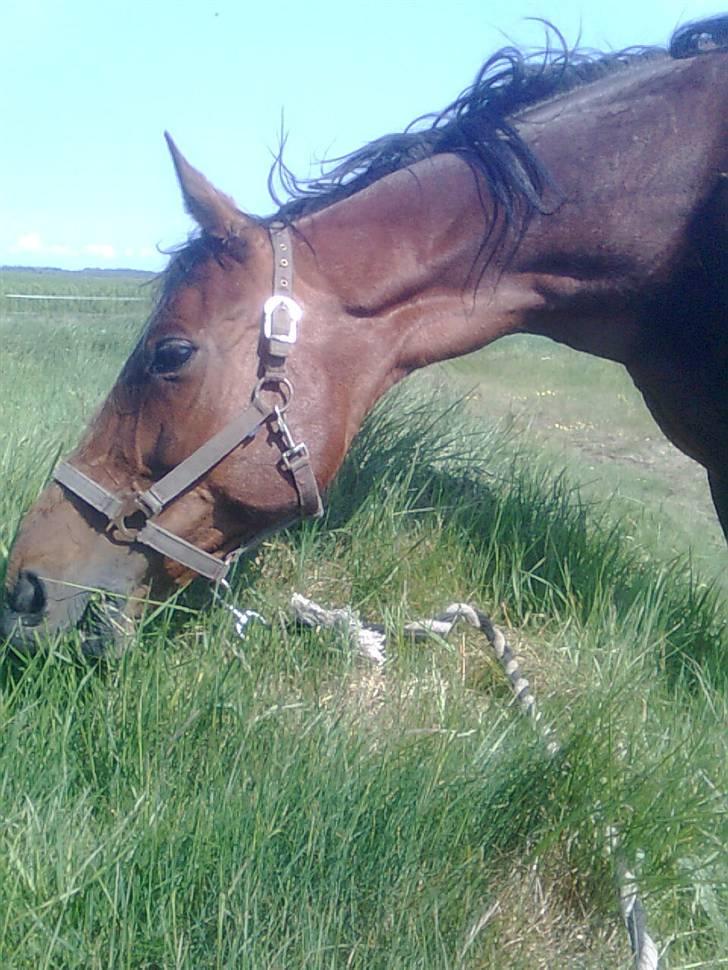 Traver Stamro R.I.P  - nam græs billede 8