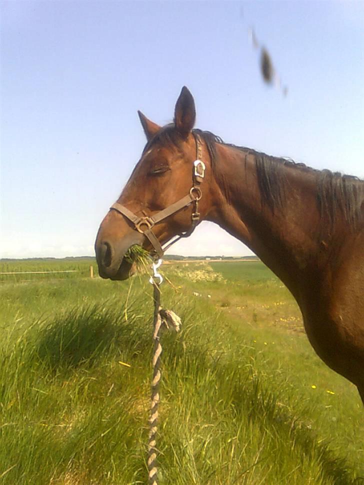 Traver Stamro R.I.P  - græs billede 9