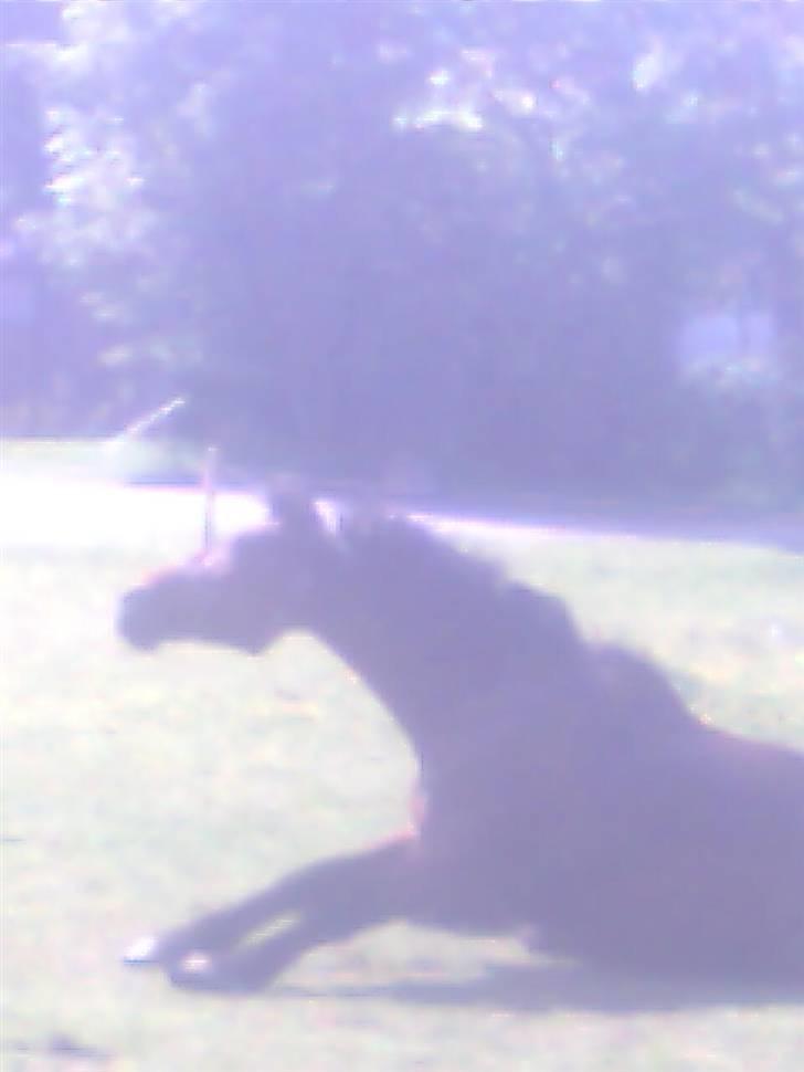 Traver Stamro R.I.P  - han rulle lige lidt billede 10