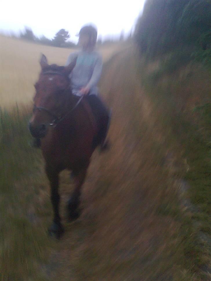 Traver Stamro R.I.P  - Larissa og Stamro billede 11