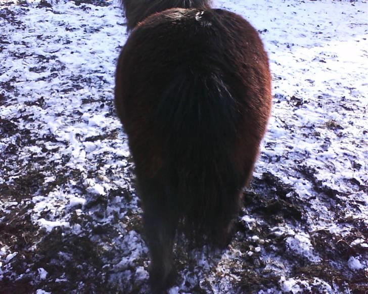 Shetlænder Charlie R.I.P :'( elsket & savnet !! <'3 - når enden er go er alt ting godt billede 9