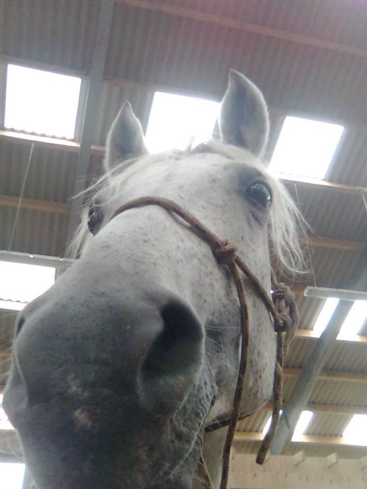 Shagya Araber (SH) Arabiens Mahayia FLYTTET - "Hej siger hun"<3 billede 13