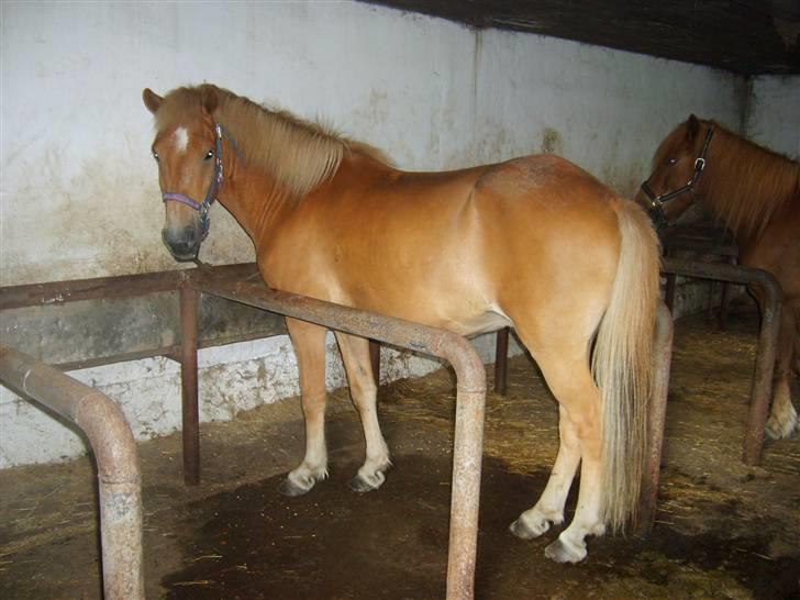 Islænder Jeremias v. Seppensen Død - Her står James i spiltov og får lidt at spise. Ikke noget godt billede. billede 1