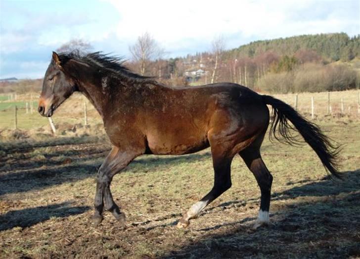 Trakehner Legendo Tremhuse *DØD* - Leg på folden Vinter 2008 :) Foto: Ally billede 15