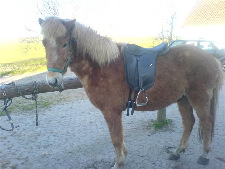 Islænder Jeremias v. Seppensen Død - Hmm lidt lus i pelsen, men med saddel på ;) billede 2