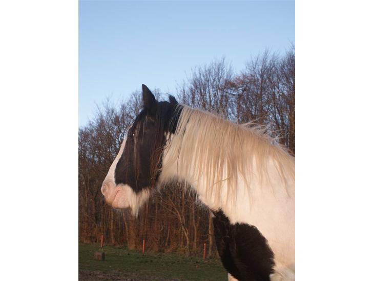 {{currentPhoto.altText}} billede {{currentPhoto.number}}