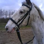 Knabstrupper Diogenes R.I.P :'(