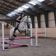 Knabstrupper Diogenes R.I.P :'(