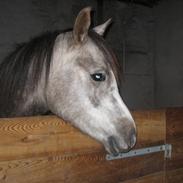 Arabisk fuldblod (OX) Shariba bint Bolero