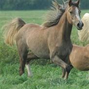 Arabisk fuldblod (OX) Shariba bint Bolero
