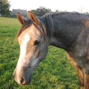 Arabisk fuldblod (OX) Shariba bint Bolero