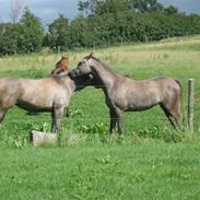 Arabisk fuldblod (OX) Shariba bint Bolero