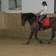 Anden særlig race Aicha