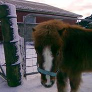 Shetlænder Prins