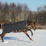 Dansk Varmblod Charlatan