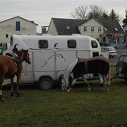 Hollandsk Varmblod oki (himmelhest)