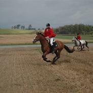 Hollandsk Varmblod oki (himmelhest)