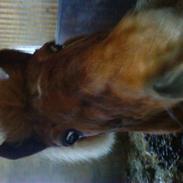 Anden særlig race smutti SOLGT ;(