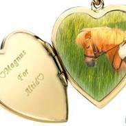 Shetlænder Magnus, solgt