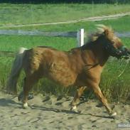 Shetlænder Magnus, solgt