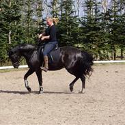 Oldenborg mitzi af østmark
