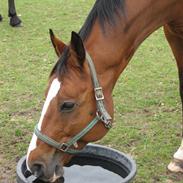 Dansk Varmblod Meister 