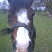 Welsh Pony af Cob-type (sec C) Gribsvads Rasmus