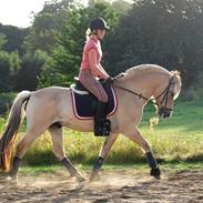 Fjordhest Mark Fjordvang *SOLGT*