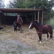 Welsh Pony af Cob-type (sec C) Gribsvads Rasmus