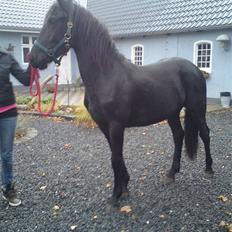 Barockpinto Malou. SOLGT :'(