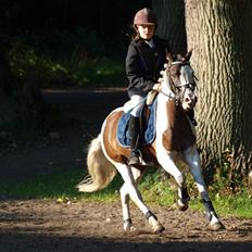 Anden særlig race Indian blue (solgt)