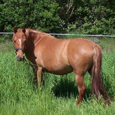 Anden særlig race Hestehuset`s Feline solgt