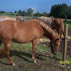Anden særlig race Hestehuset`s Feline solgt