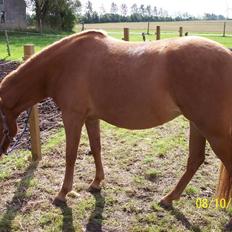 Anden særlig race Hestehuset`s Feline solgt