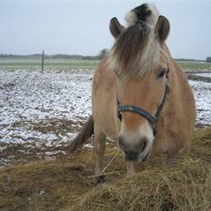 Fjordhest Laban