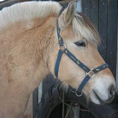 Fjordhest Laban