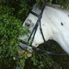 Knabstrupper Diogenes R.I.P :'(