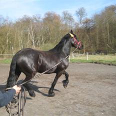 Frieser Tiffany Birkemose