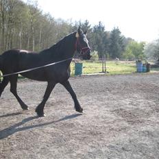 Frieser Tiffany Birkemose