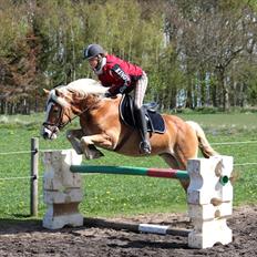 Haflinger Aragon *SOLGT*