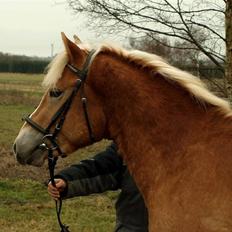 Haflinger Aragon *SOLGT*