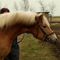 Haflinger Aragon *SOLGT*