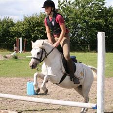 Welsh Mountain (sec A) Gribsvads Patsy