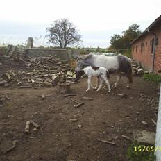 Hollandsk Sportspony vestergaards bianca