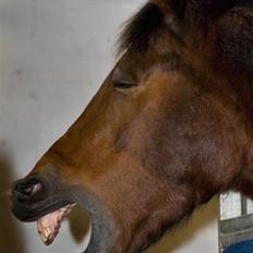 Belgisk varmblod Thibau