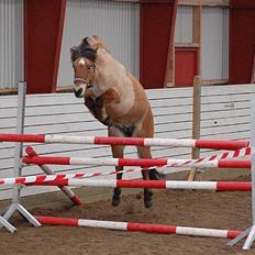 Anden særlig race Tulle p